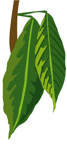 Cacao Media - Holistic Communication Theory